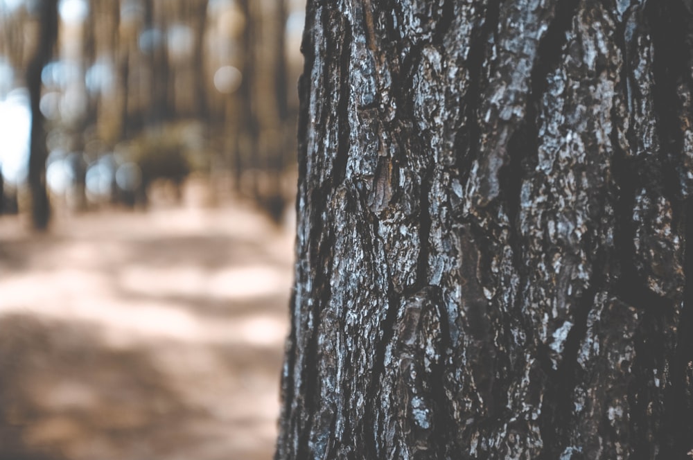 selective focus photo of black trunk