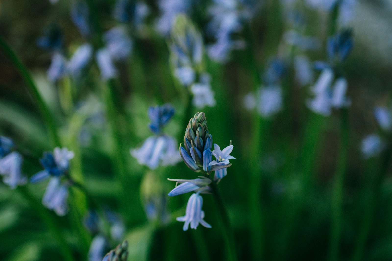 Sigma 50mm f/2.8 EX sample photo. Blue flower blooming during photography