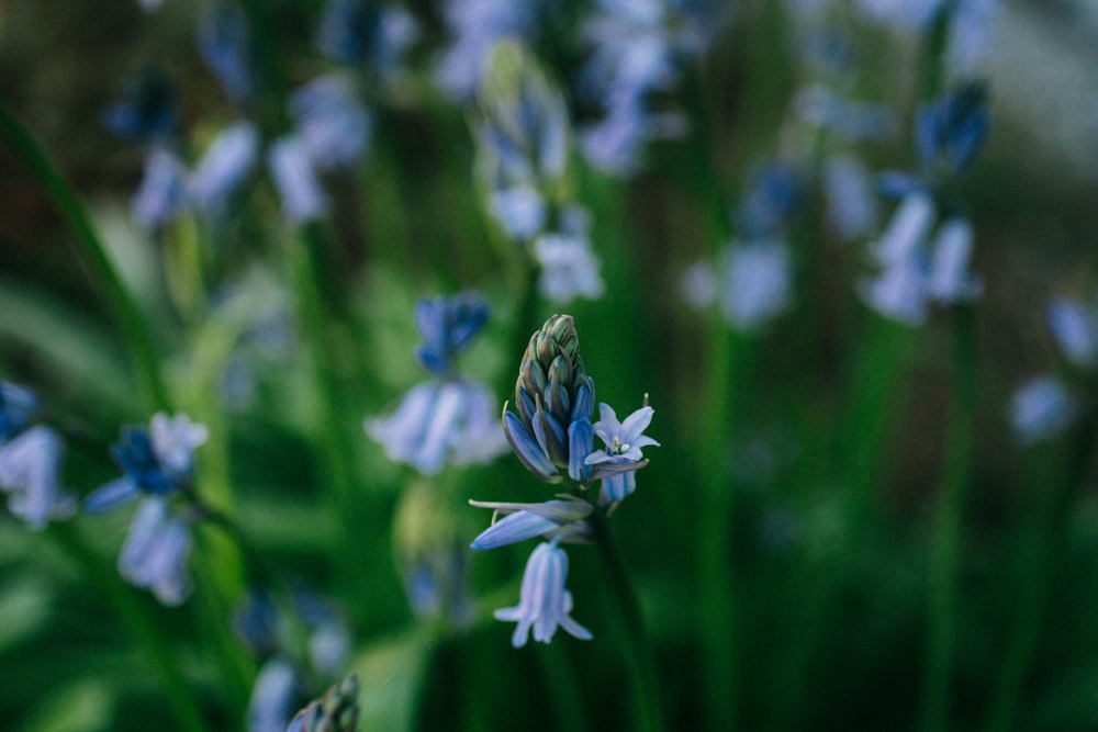昼間に咲く青い花