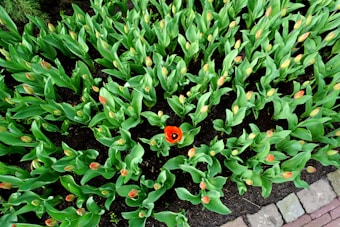 A vibrant garden bed filled with budding tulips, predominantly green in color with a single bright red tulip in full bloom standing out among the emerging flowers. The soil appears dark and moist, bordered by a path made of rectangular stones.