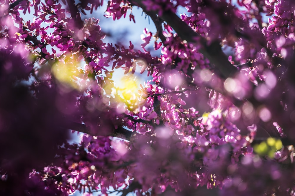 purple flowers