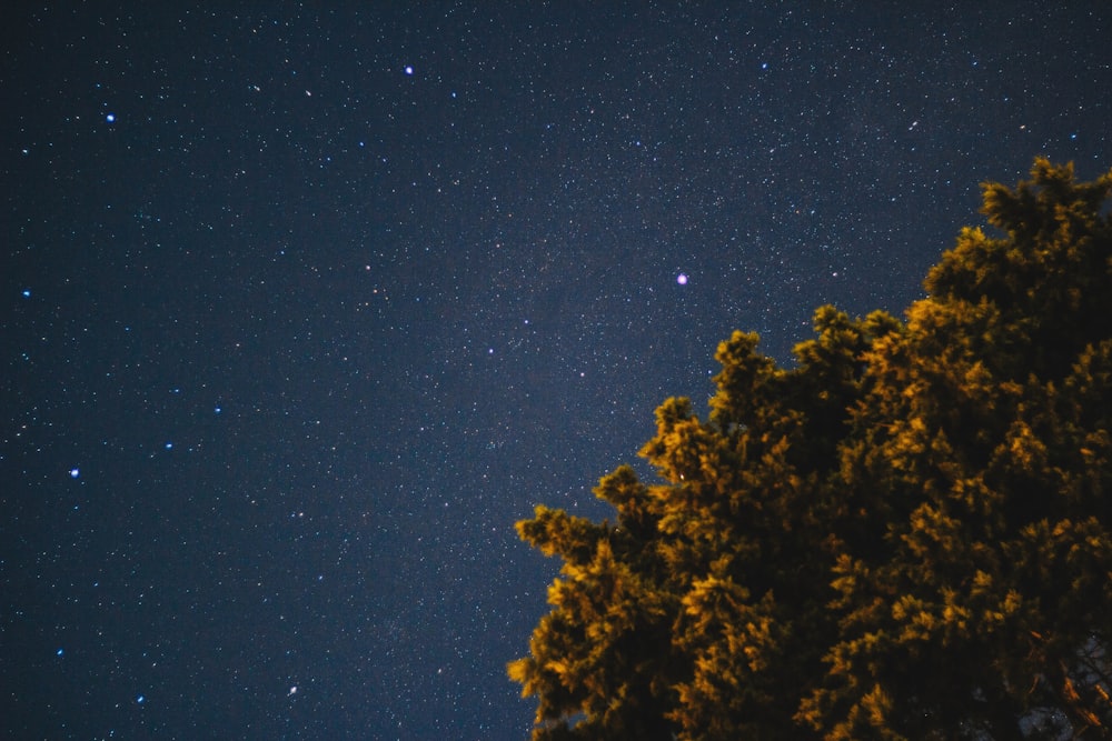 low-angle photography of brown trees