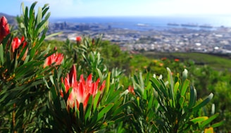 A beautifully landscaped garden with native plants and proteas in southern Chile.
