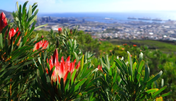 A beautifully landscaped garden with native plants and proteas in southern Chile.