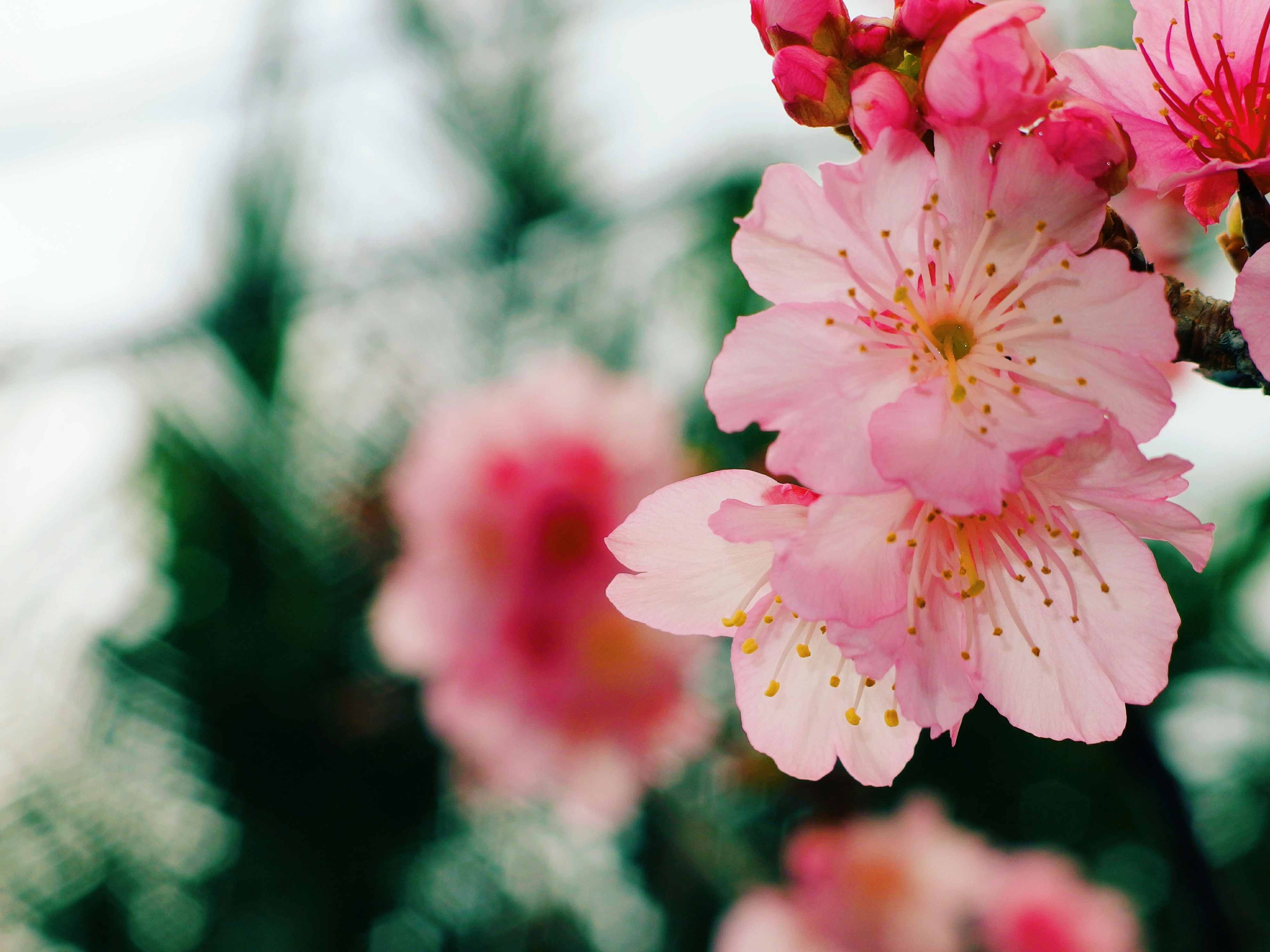 Yomitan Through the Seasons: A No-Nonsense Calendar for Visitors and Potential Expats