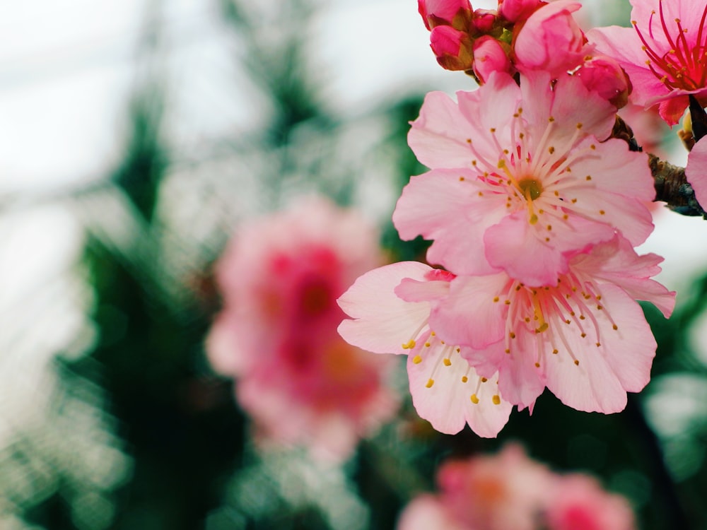 pink and white flower