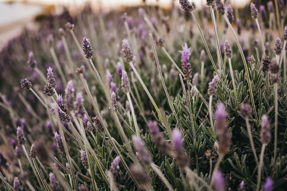 Selektive Fokusfotografie eines Feldes mit violetten Blumen