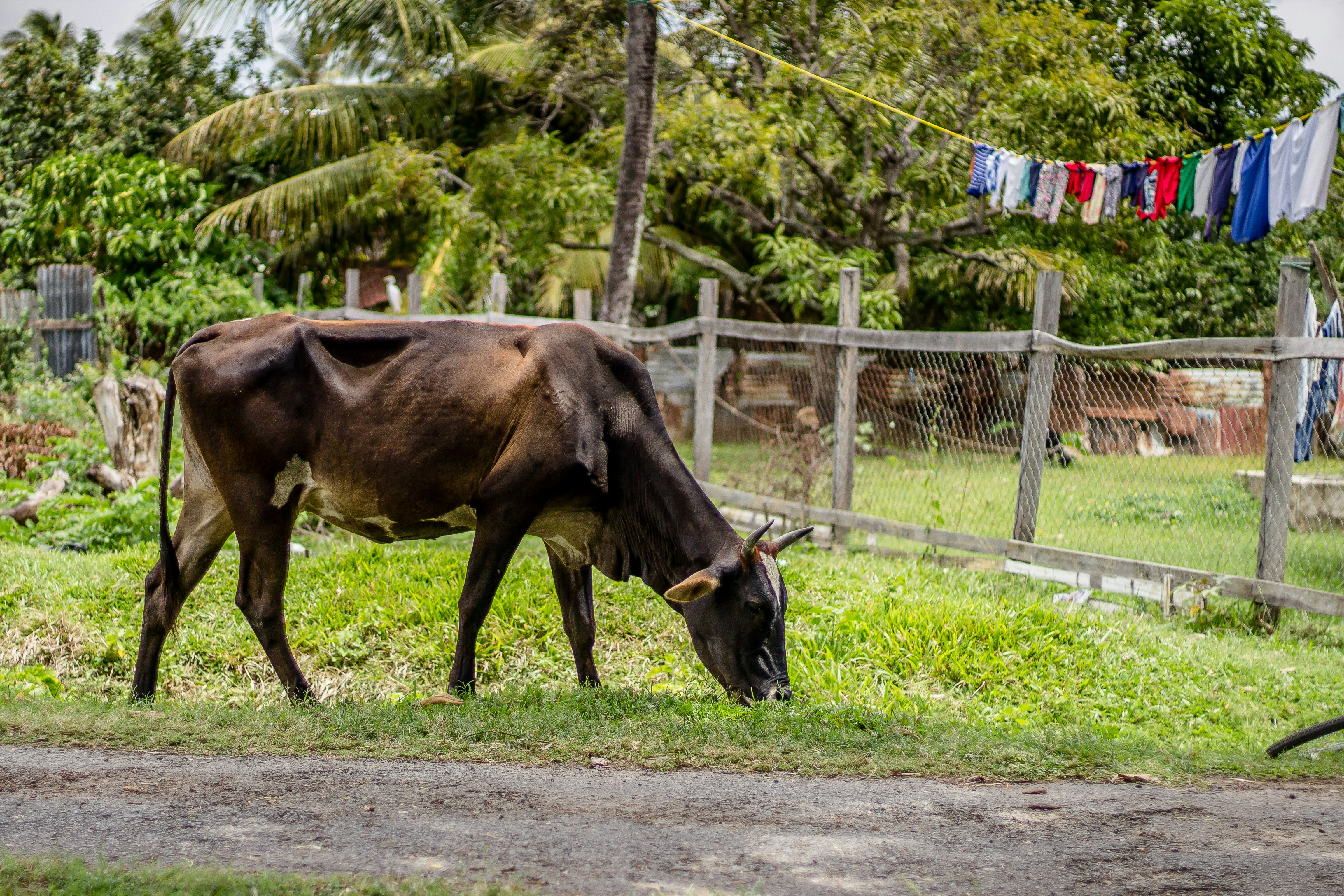 brown cow n grass guyana teams background