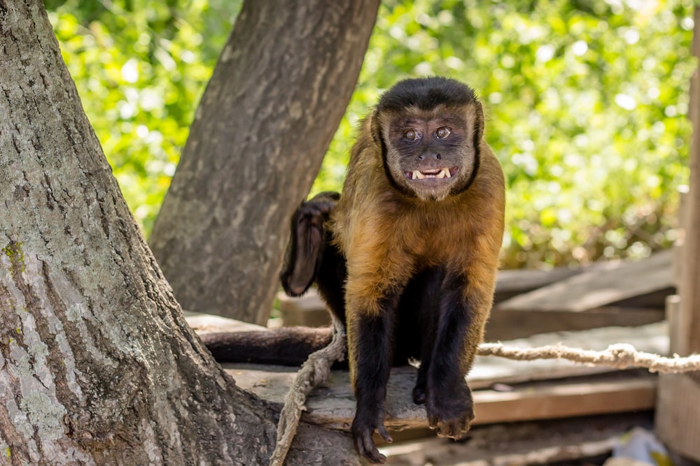 brown and black monkey on tree