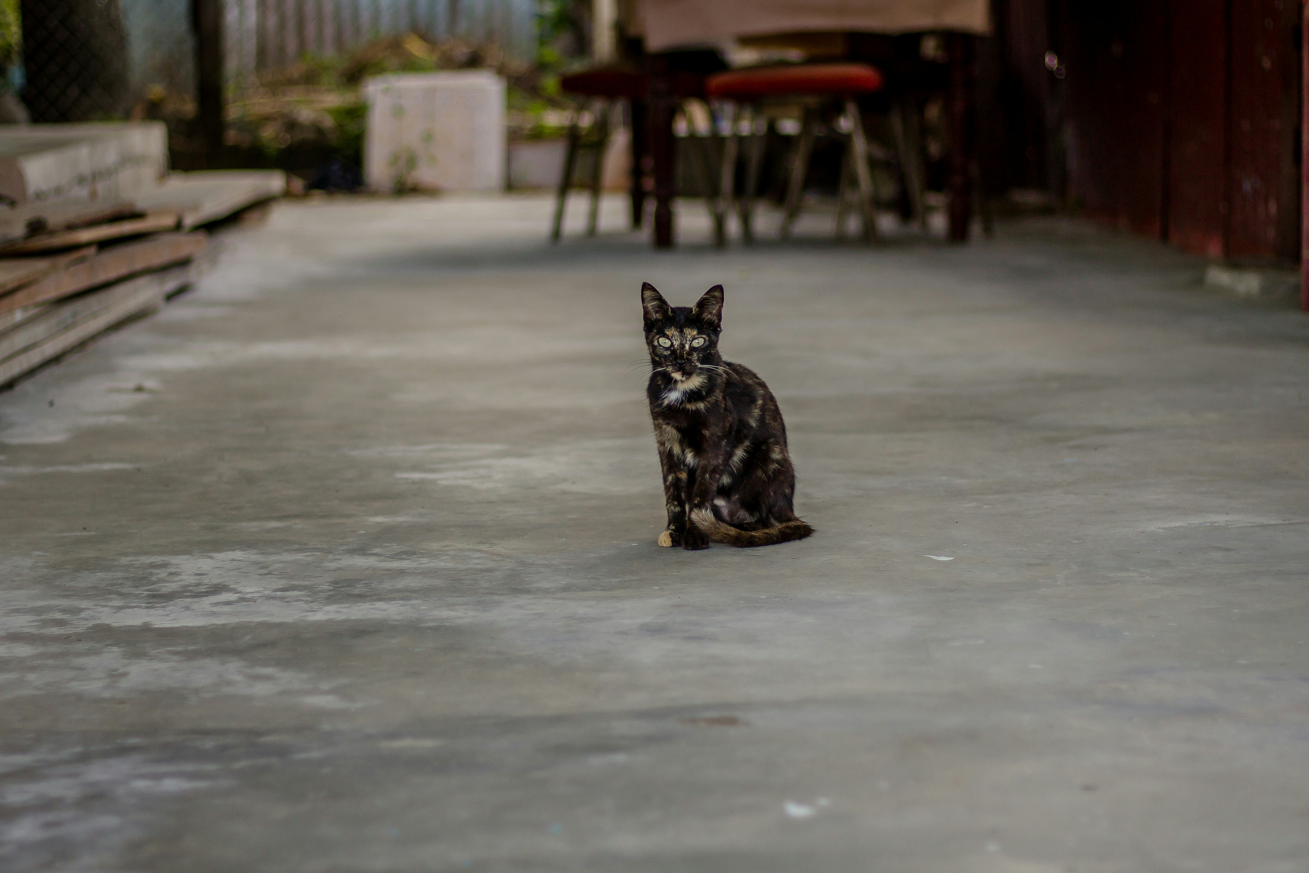 black and brown cat standing on gray pavement guyana teams background
