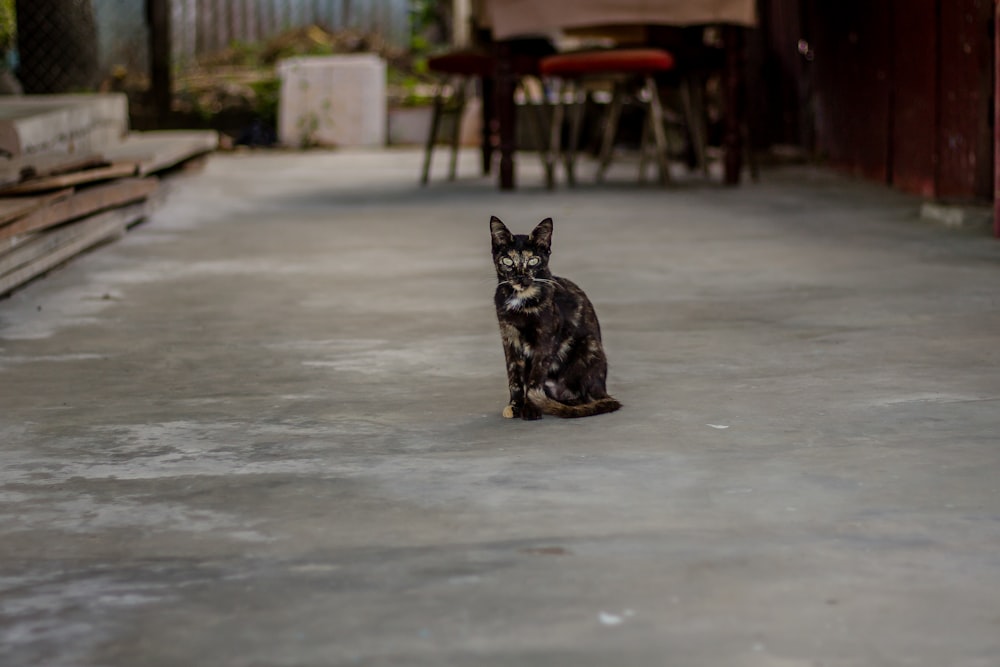 black and brown cat standing on gray pavement