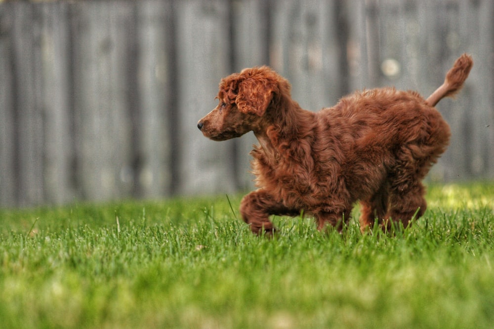selective focus photography of dog on field
