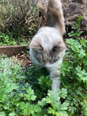 A playful cat exploring a vibrant flower bed in the garden.