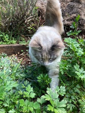 A playful cat exploring a vibrant flower bed in the garden.