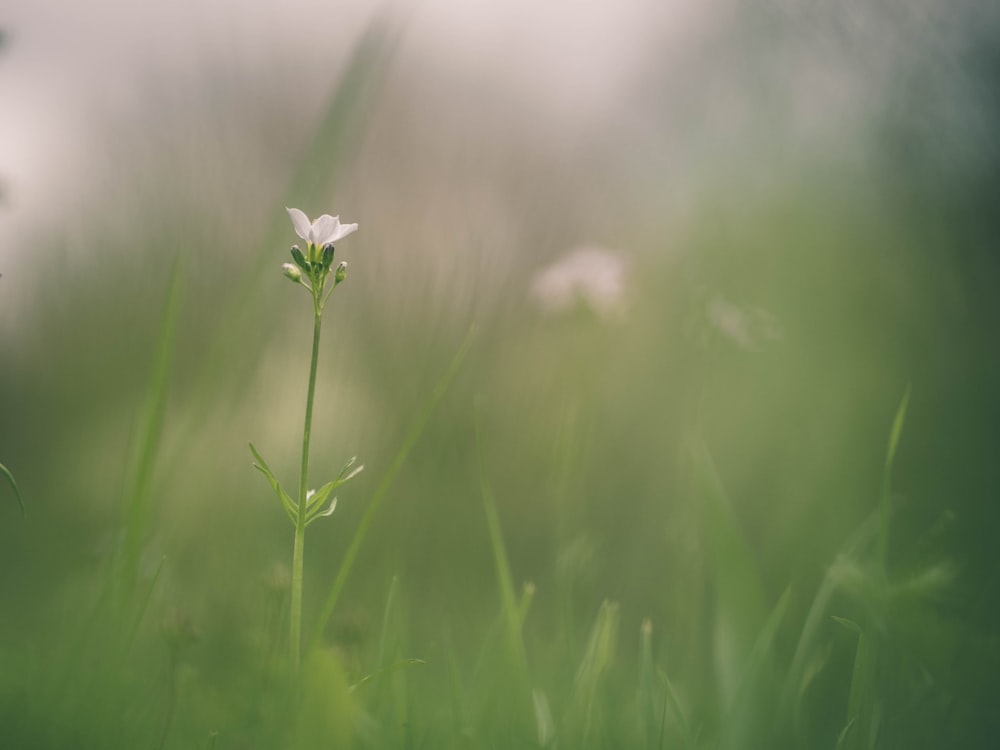 Photographie de mise au point de fleur à pétales blancs