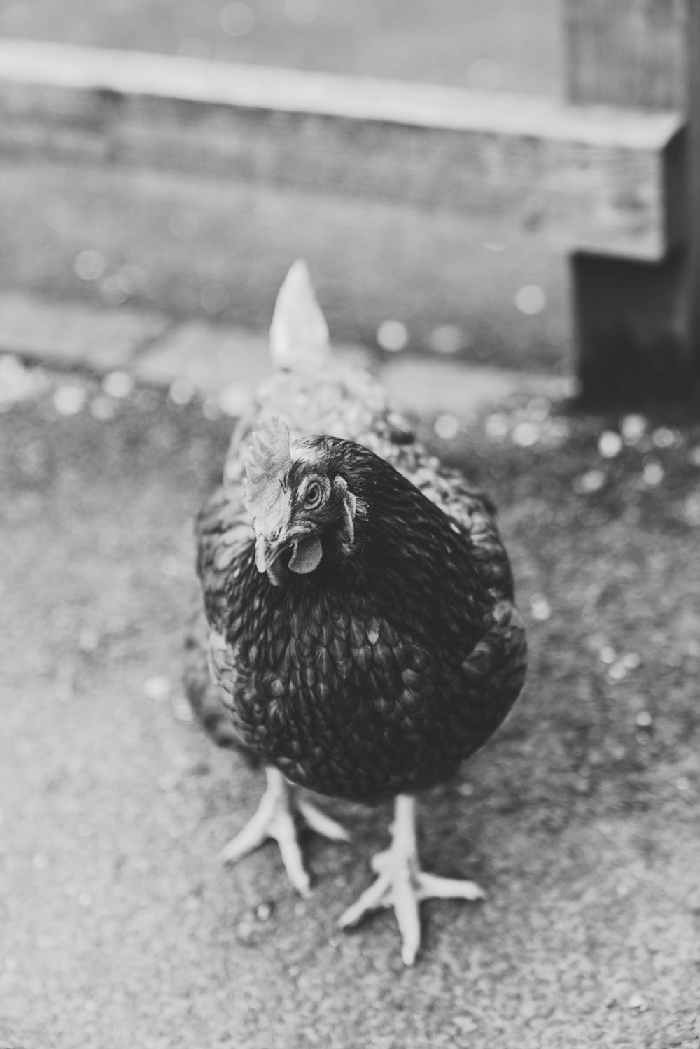 grayscale photography of chicken