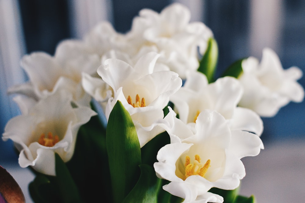 흰 꽃의 매크로 샷 사진