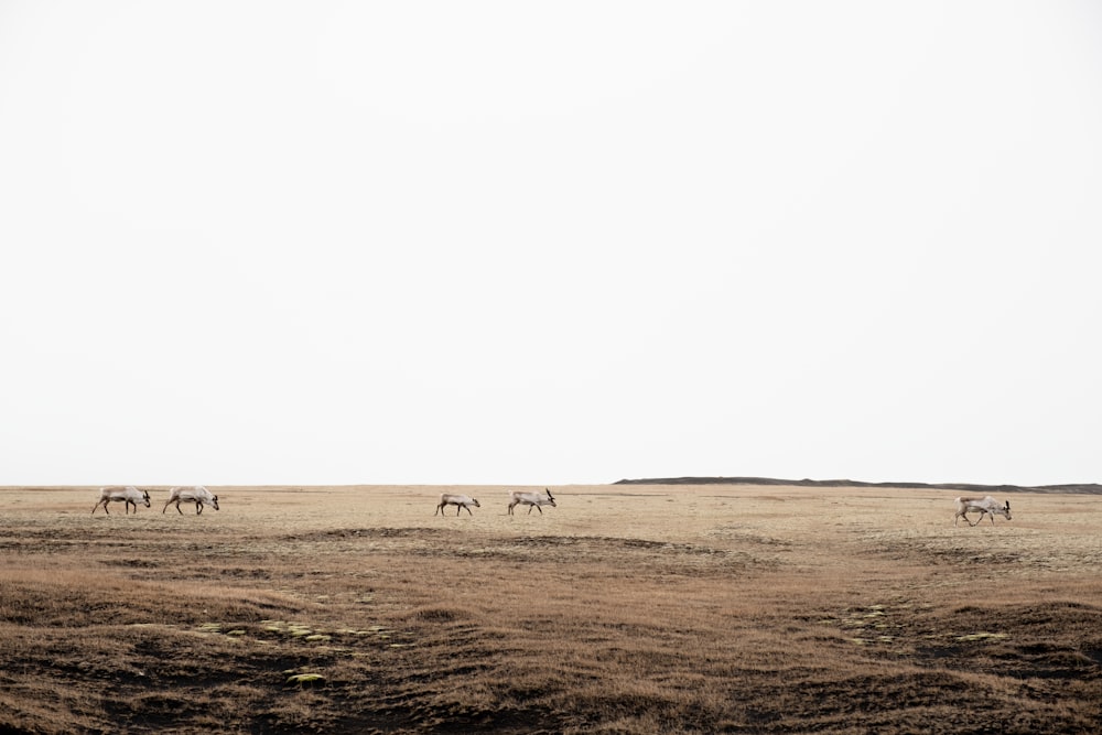 five animal walking on open field