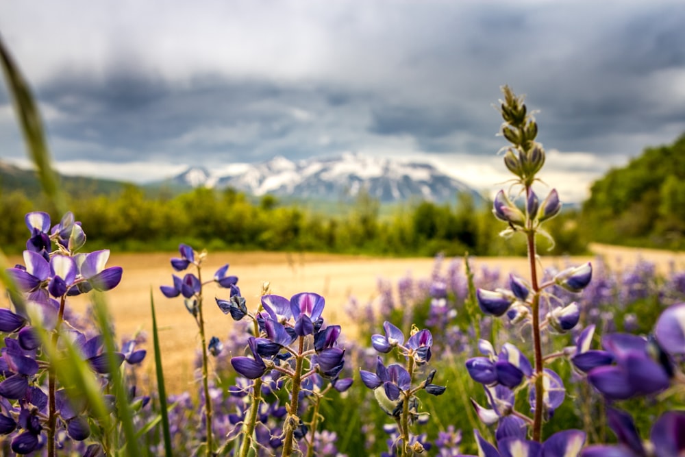 shallow focus of purple flowers