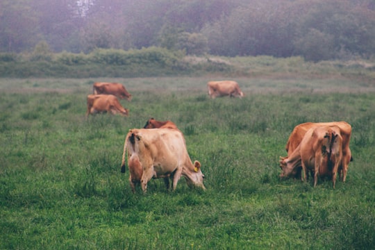 brown cow eating grass in Tillamook United States