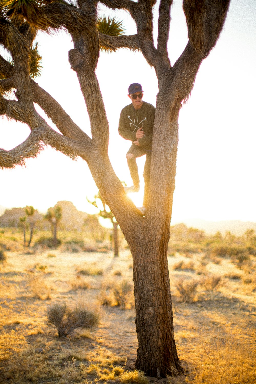 砂漠の木の上の男