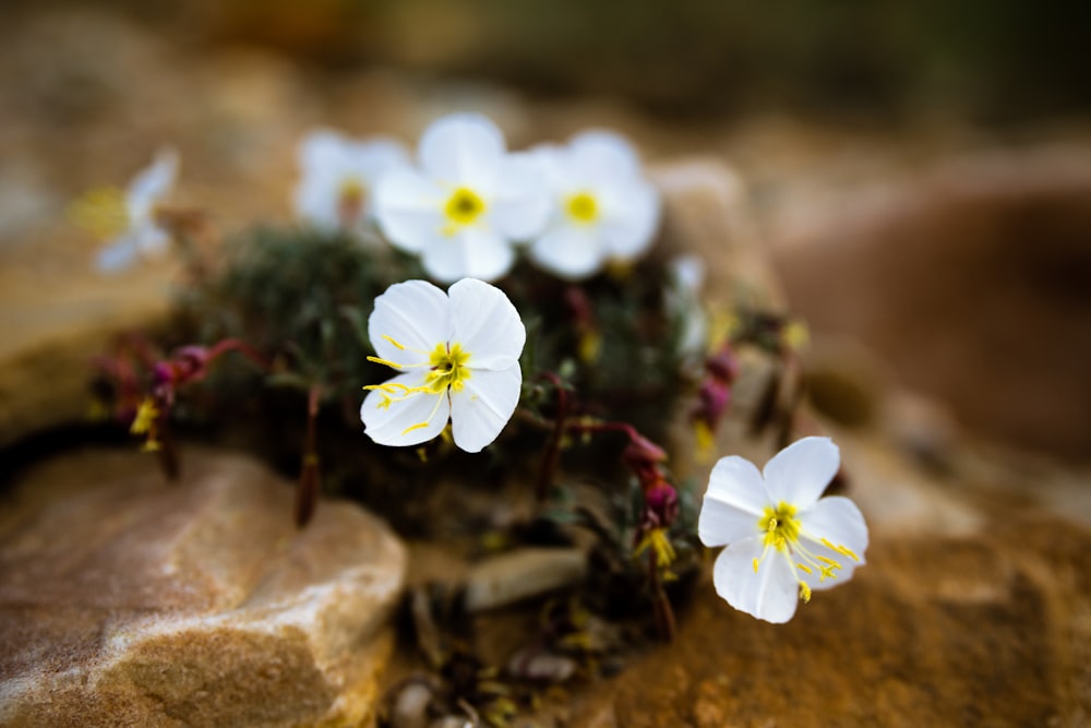 white and yellow flowers on brown rock