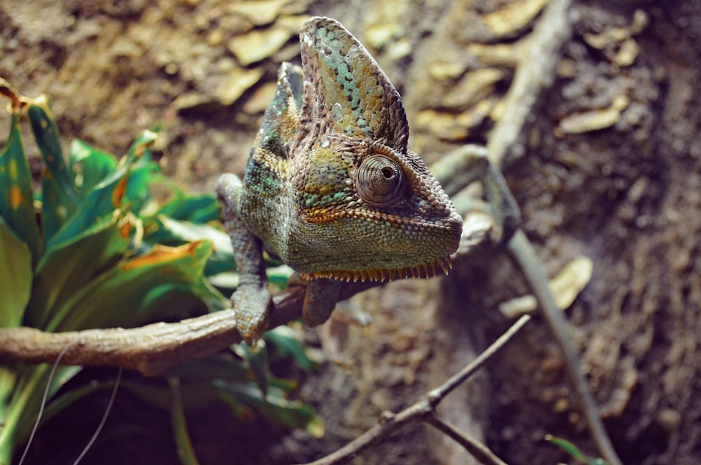 brown chameleon branch