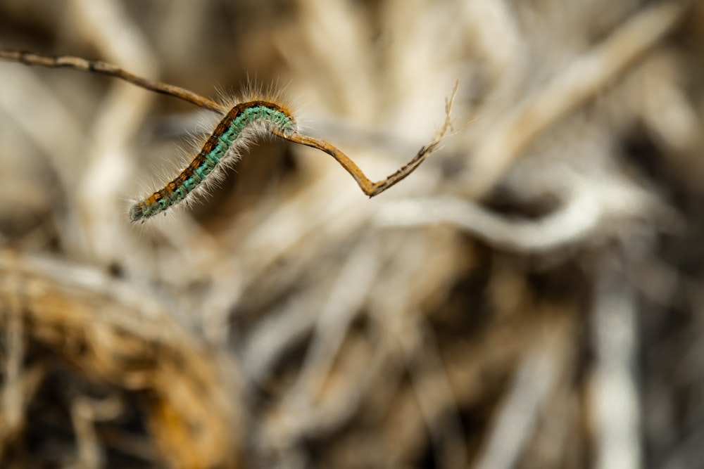 green and brown caterpillar on brown stick