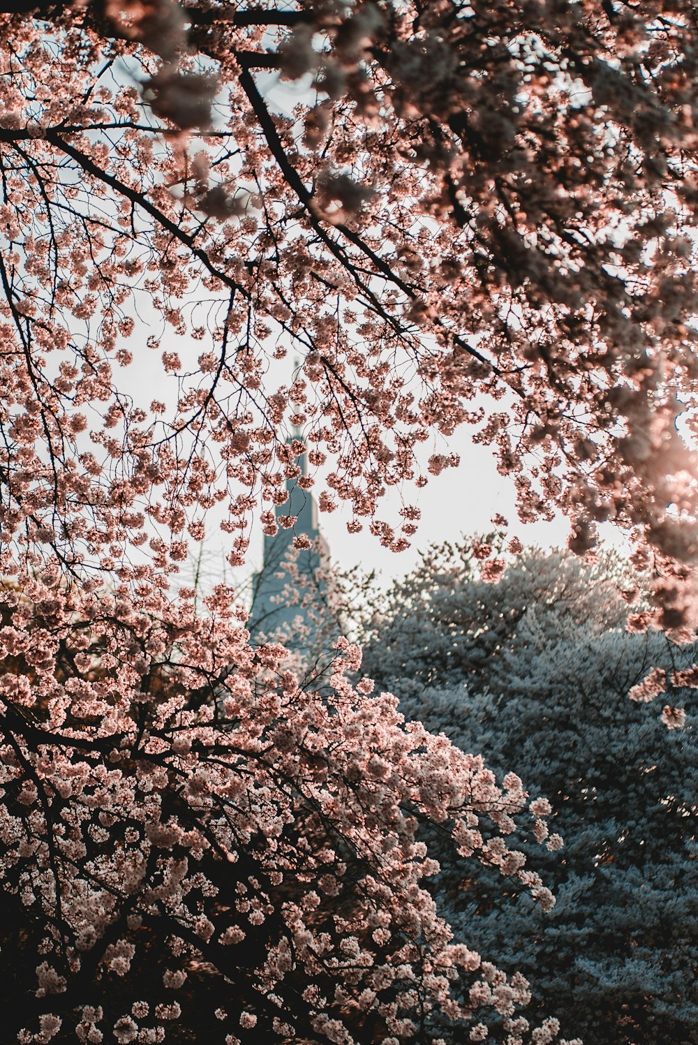 shallow-focus photography of pink flowers blooming during sunrise