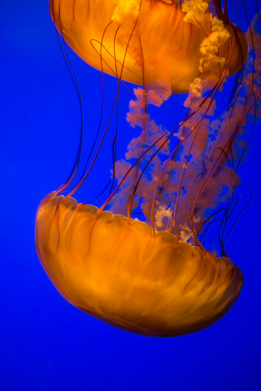 two brown jellyfish