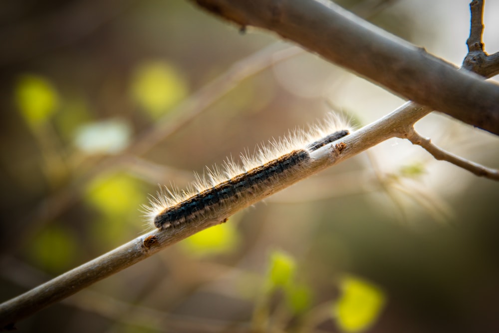 brown and black caterpillar on brown stem in tilt shift lens