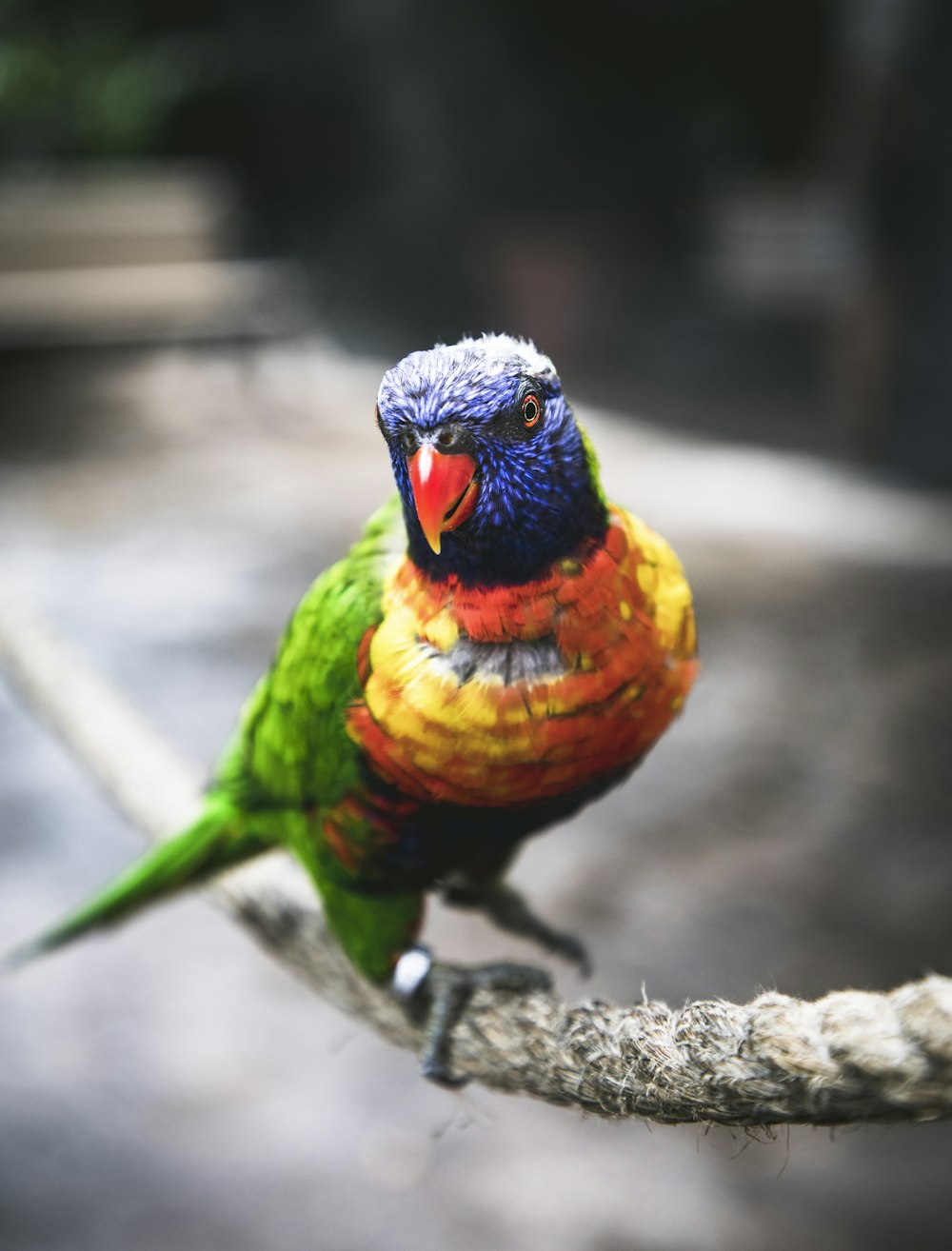shallow focus photography of blue, red, yellow, and green bird
