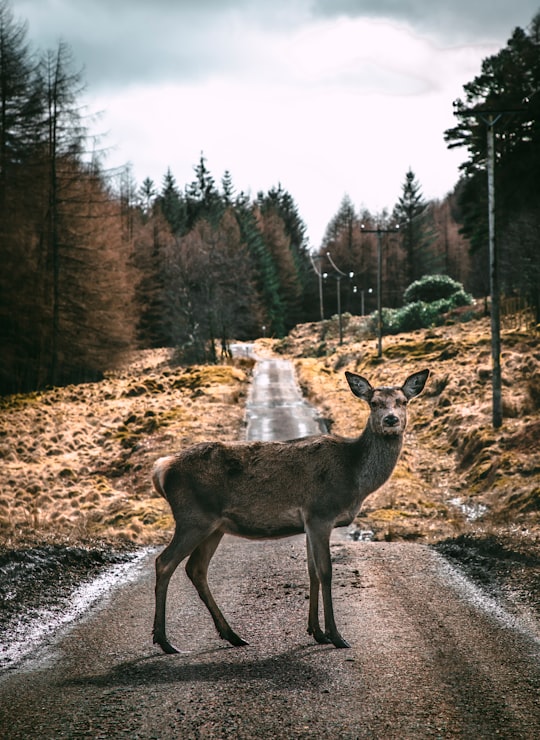 brown deer on road pathway during daytime in Glen Etive United Kingdom