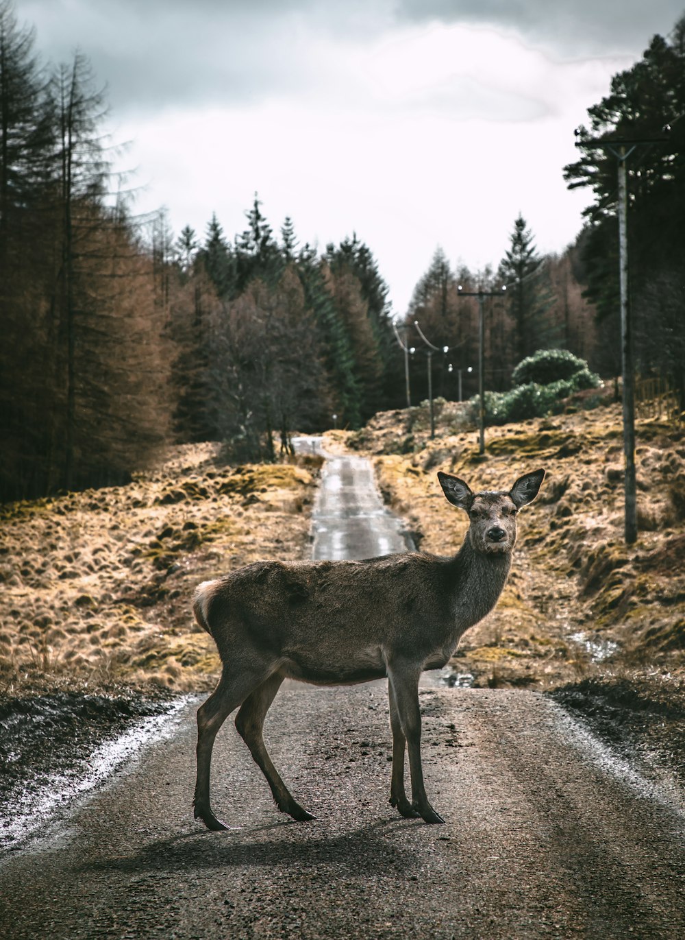 Cervo bruno sul sentiero stradale durante il giorno