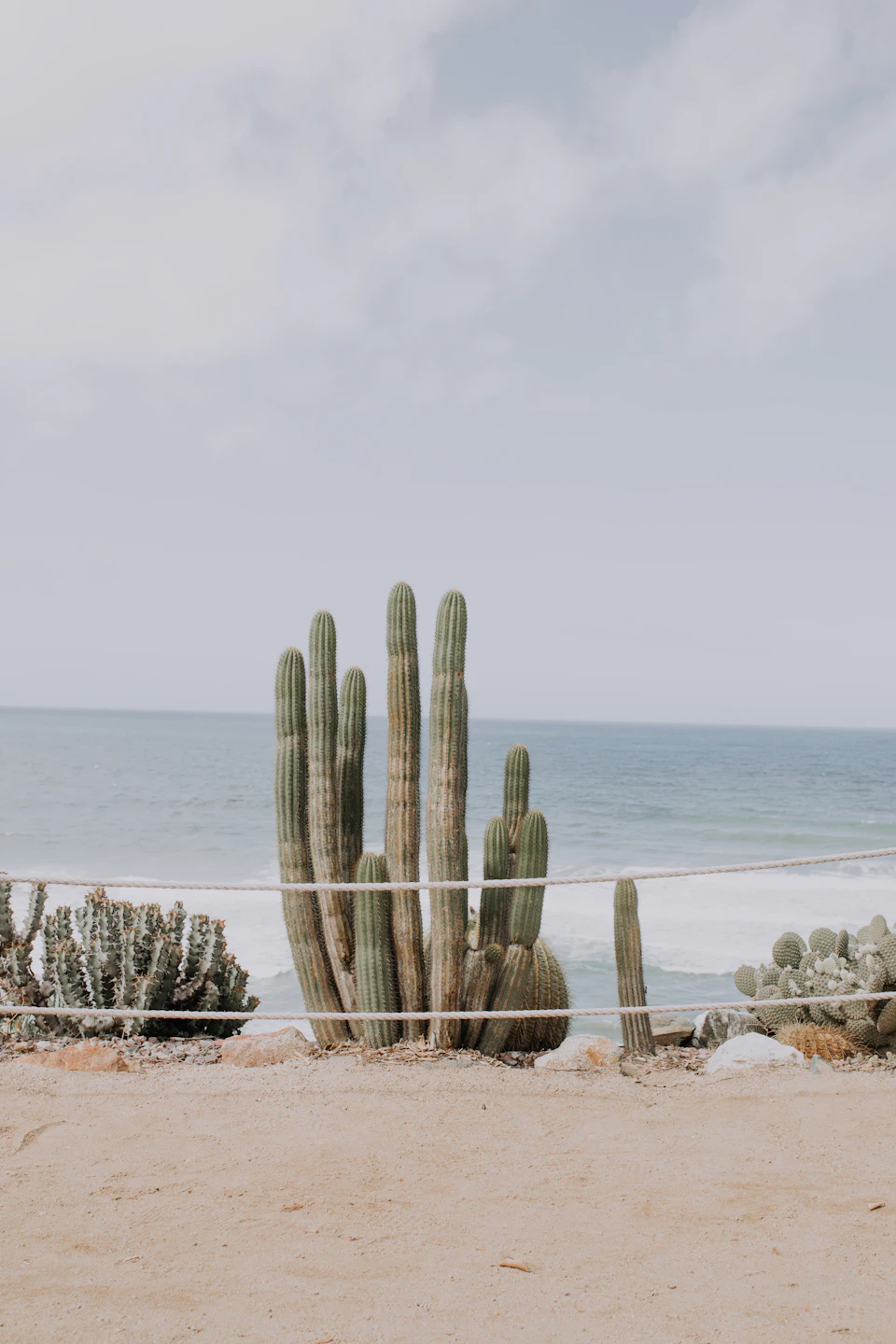 The image depicts a serene beach scene with a group of cacti and succulents planted on the sandy shore, creating a natural border between the land and sea. The tallest cactus stands prominently in the foreground, surrounded by smaller plants that add to the overall lushness of the scene. Beyond the sandy beach, the vast expanse of the ocean stretches out into the horizon, its surface shimmering under the sunlight.