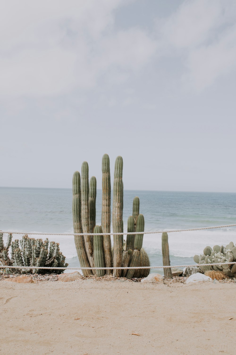 cactus on shore under cloudy sky