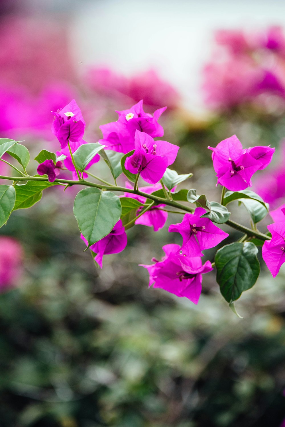 photography of petaled flower