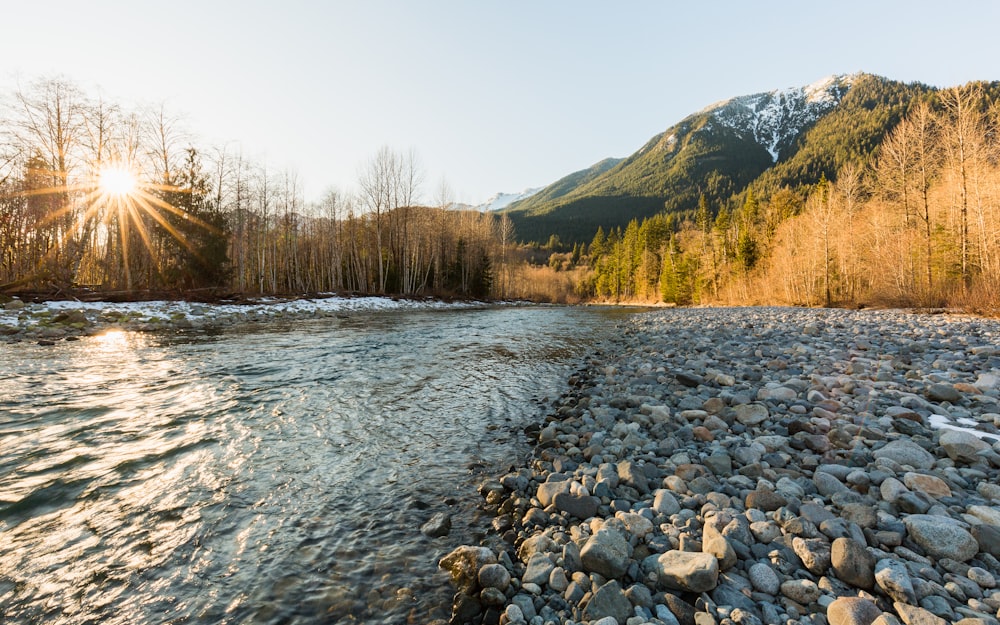 Fiume vicino alla pineta