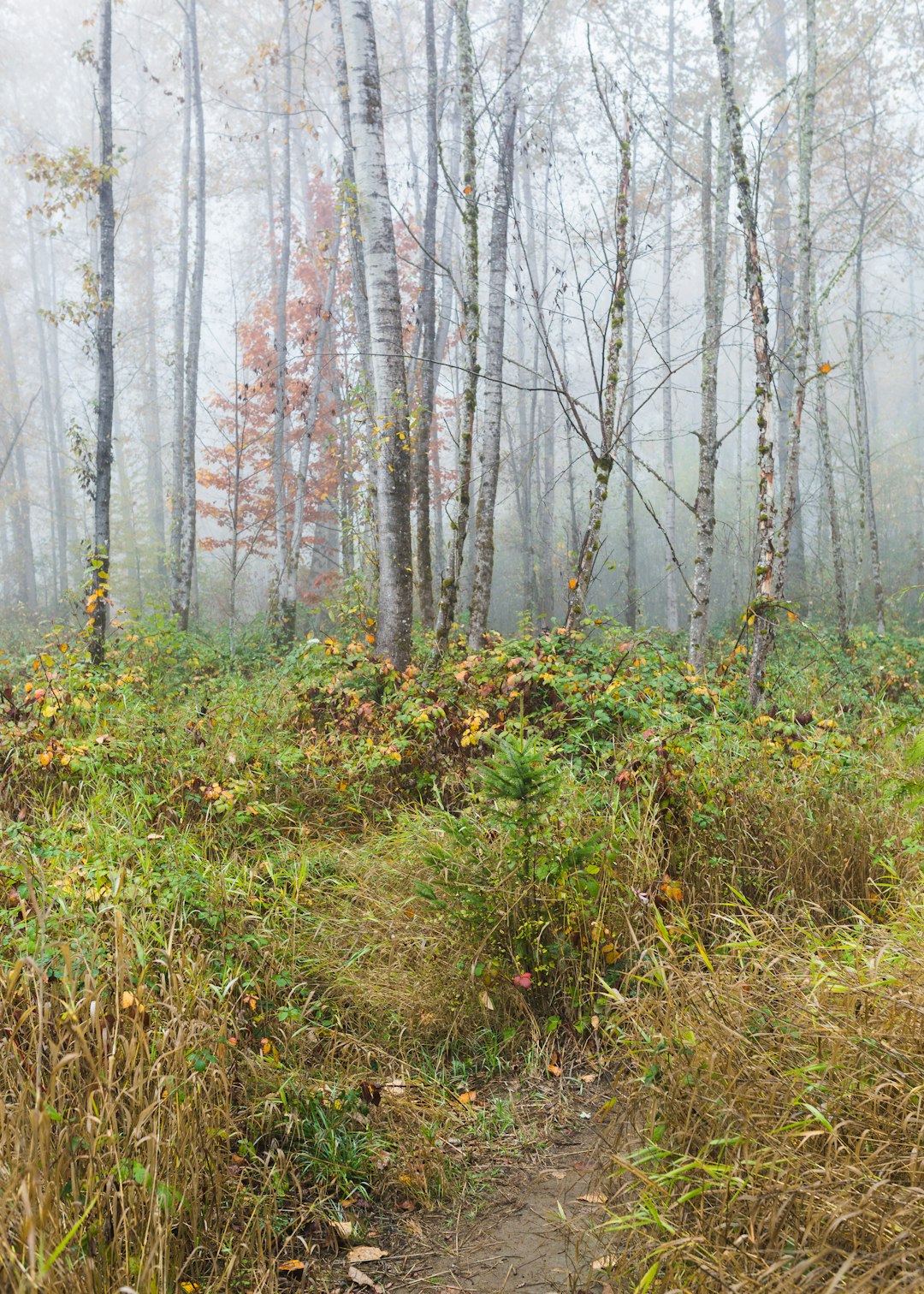 travelers stories about Forest in Carnation, United States