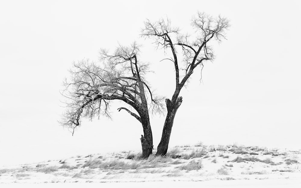 Landschaftsfotografie von Schneefeld und kahlem Baum