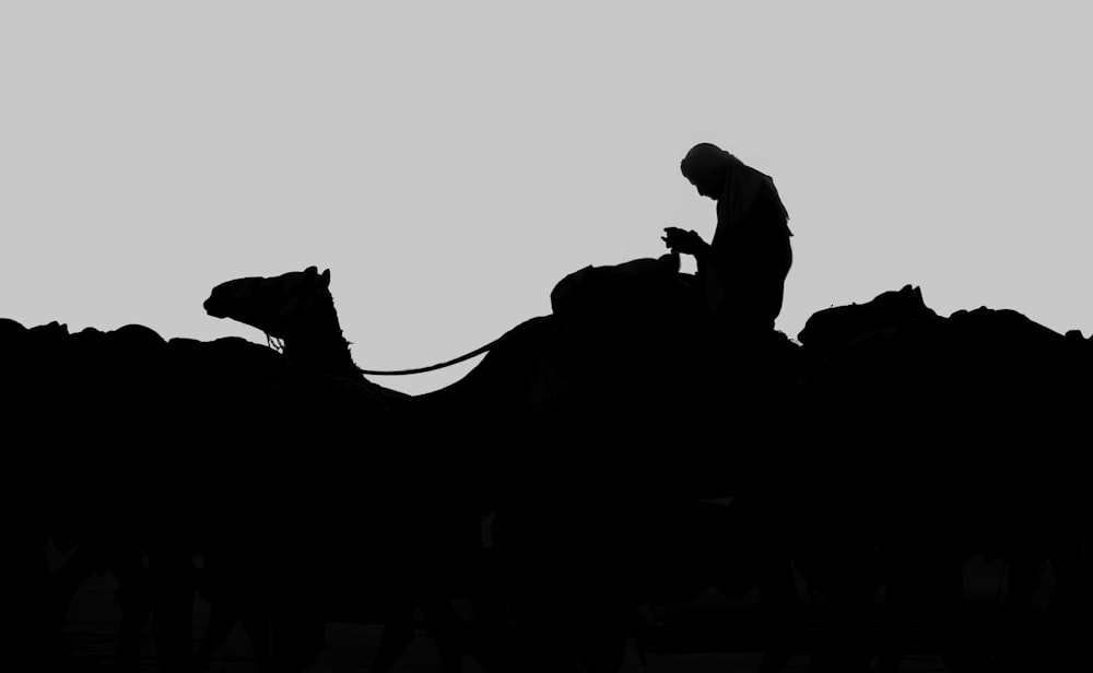 silhouette of man riding on camel