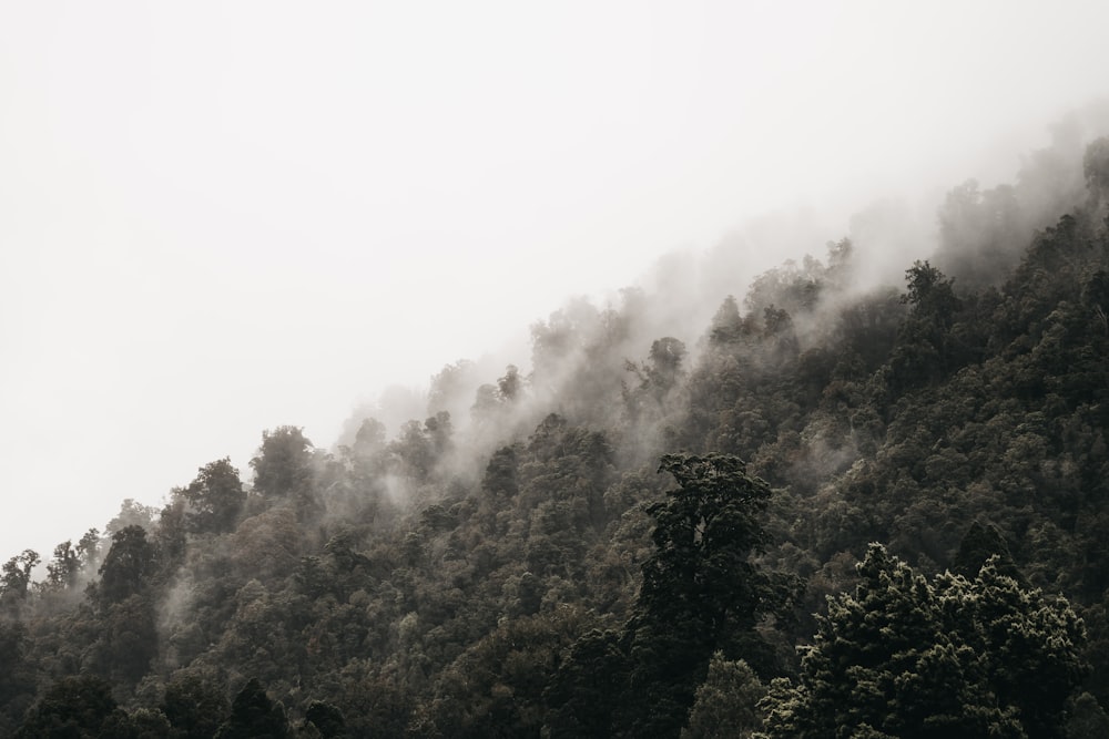 trees with fog