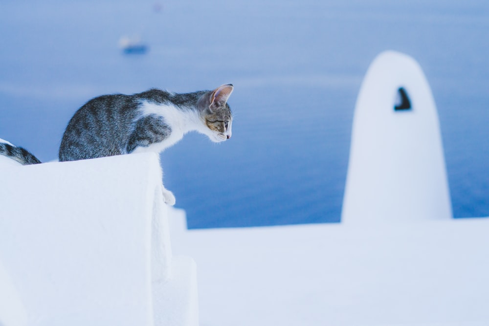 grigio e bianco in piedi vicino allo specchio d'acqua