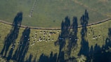 An aerial view of a green pasture with a herd of cows grazing. Long shadows from tall trees fall across the field, creating a striking pattern against the grass. The terrain appears lush and expansive, with distinct lines marking different sections of the field.