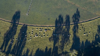 An aerial view of a green pasture with a herd of cows grazing. Long shadows from tall trees fall across the field, creating a striking pattern against the grass. The terrain appears lush and expansive, with distinct lines marking different sections of the field.