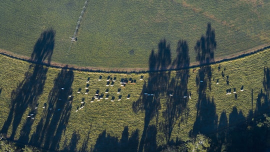 An aerial view of a green pasture with a herd of cows grazing. Long shadows from tall trees fall across the field, creating a striking pattern against the grass. The terrain appears lush and expansive, with distinct lines marking different sections of the field.