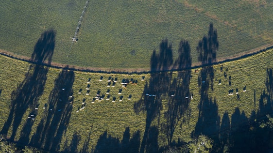 An aerial view of a green pasture with a herd of cows grazing. Long shadows from tall trees fall across the field, creating a striking pattern against the grass. The terrain appears lush and expansive, with distinct lines marking different sections of the field.