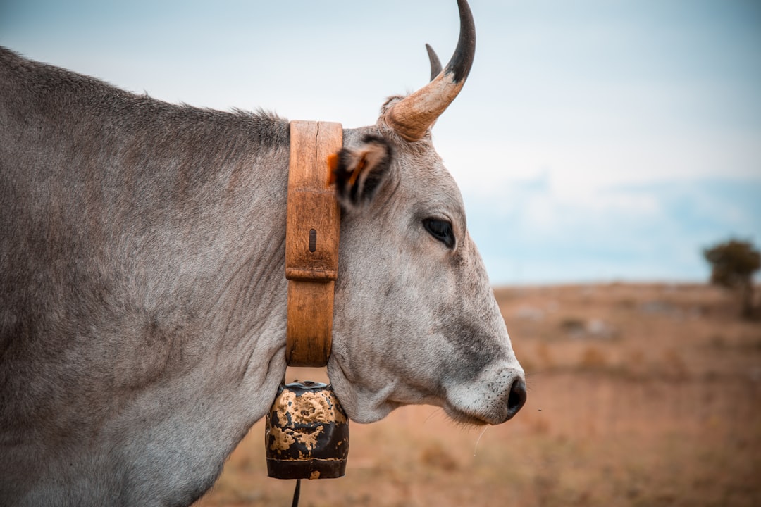 travelers stories about Wildlife in Matera, Italy