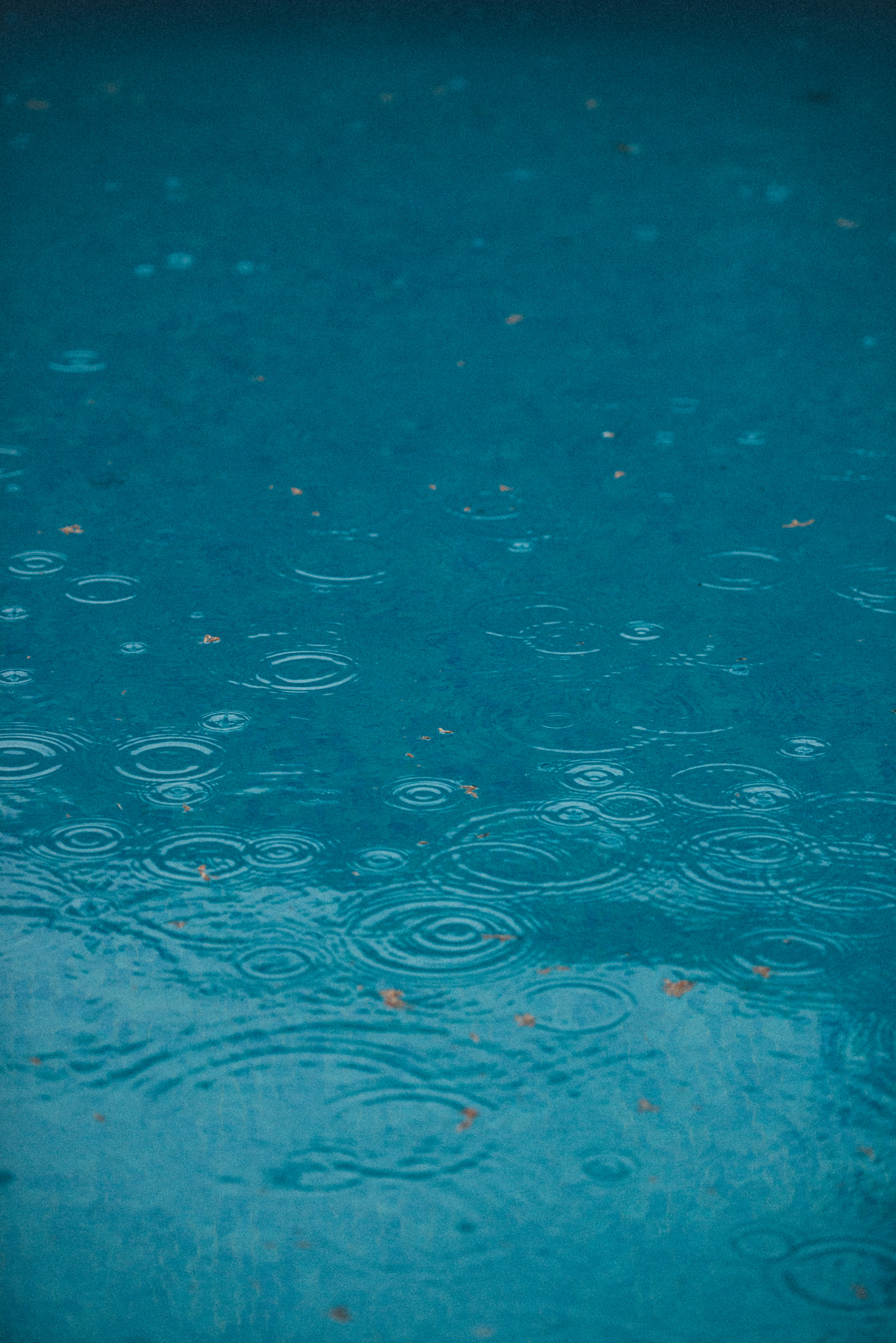 What Are The Best Ways To Find Or Collect Drinking Water In The Wild?