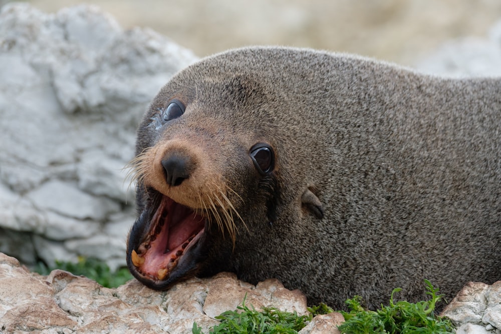 sea lion with open mouth